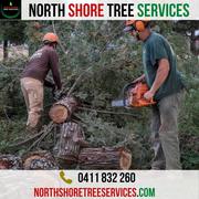 Tree Services Performed By North Shore Tree Services Experts